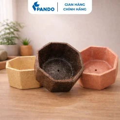 chậu cây bát giác